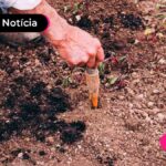 Imagem mostra pessoa colhendo uma cenoura.
