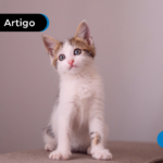 Imagem de um gato