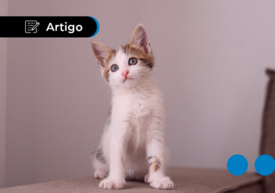 Quanto custa ter um gato? Saiba quais são os gastos mensais